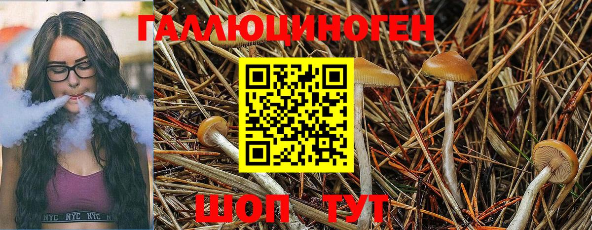 Галлюциногенные грибы Psilocybe Ипатово